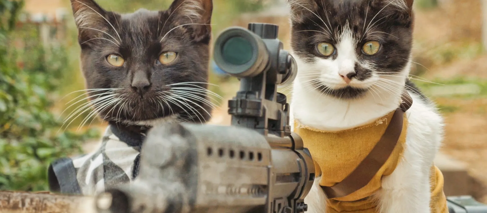 Cats