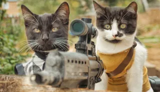 Cats